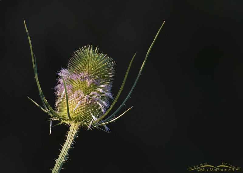 Teasel with very dark background