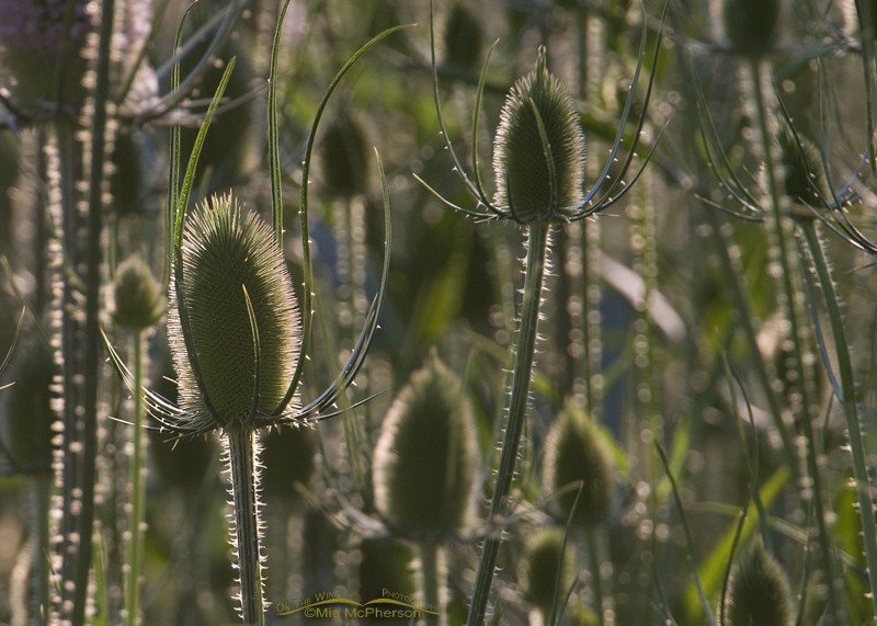 A stand of Teasel - Back lit
