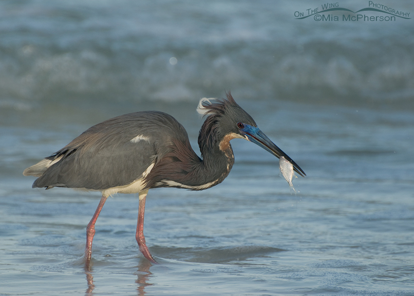 Tricolored Heron in breeding plumage with prey