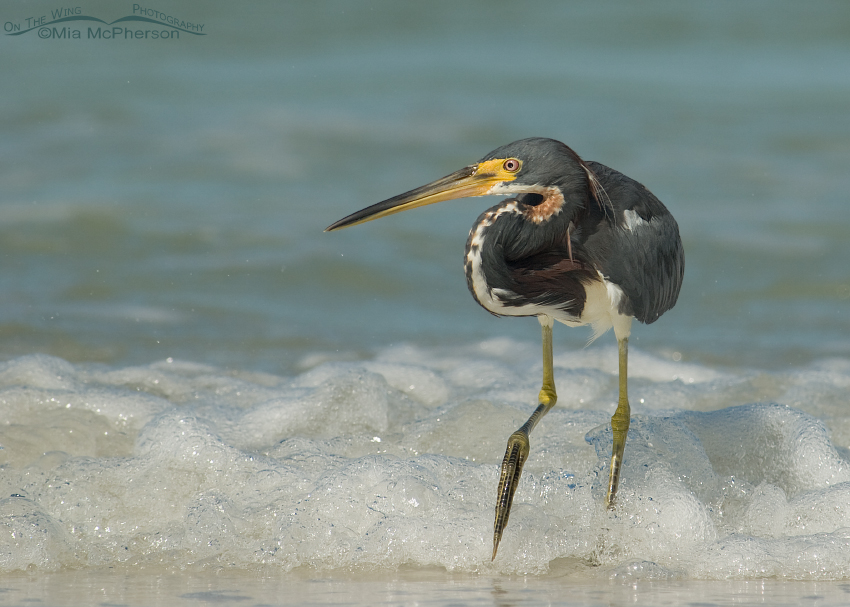 Tricolored Heron hunting in the surf of the Gulf of Mexico