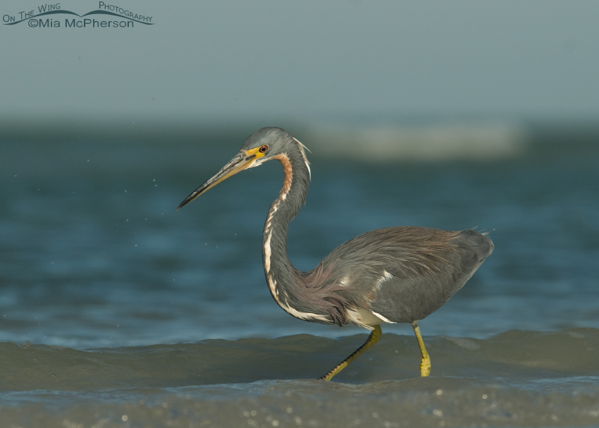 Tricolored Heron side view