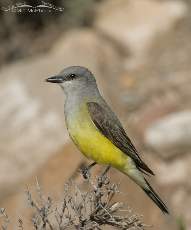 Western Kingbird in Utah County
