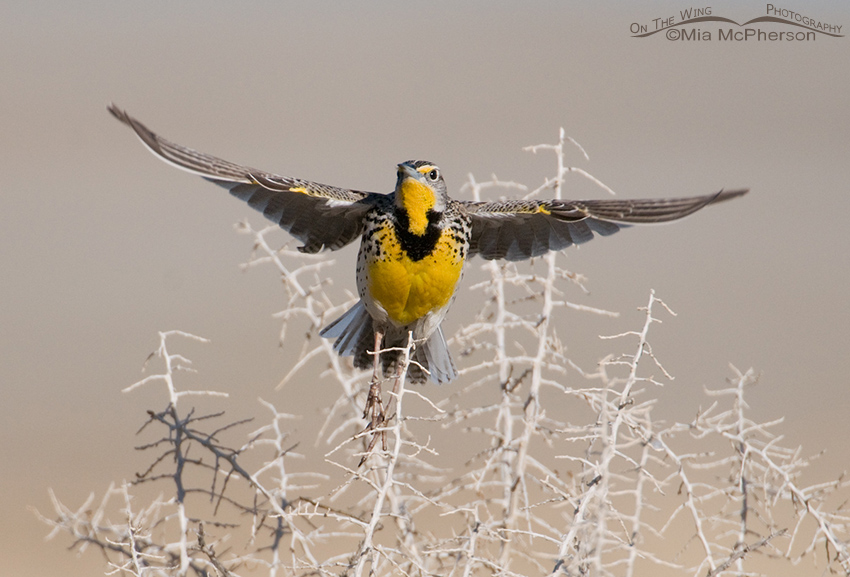 Western Meadowlark lifting off from Greasewood