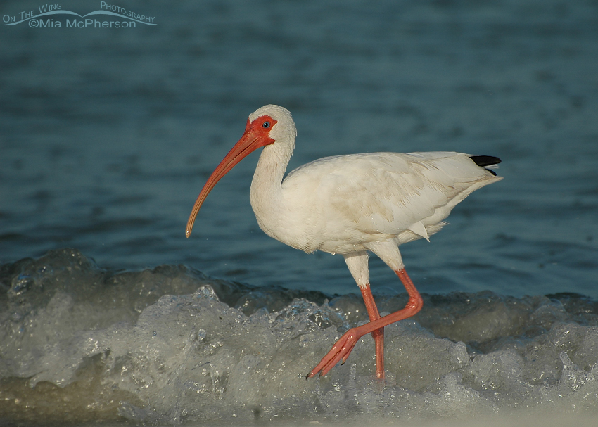 White Ibis in the surf