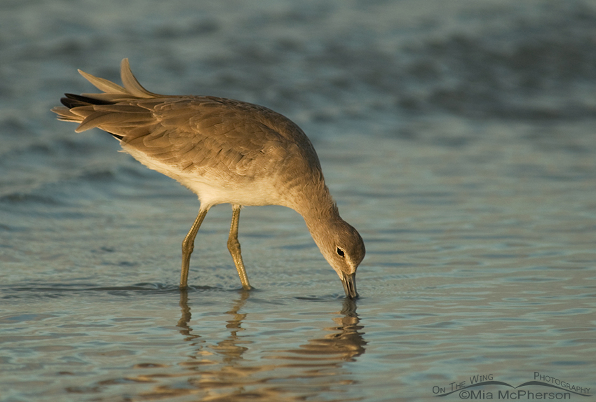 Calm Willet on a not so calm day