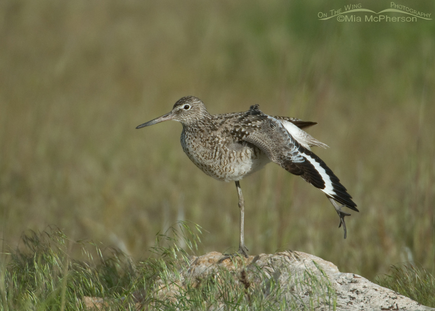 Willet stretching in the grasses
