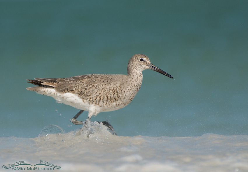Willet in seafoam on the Gulf of Mexico