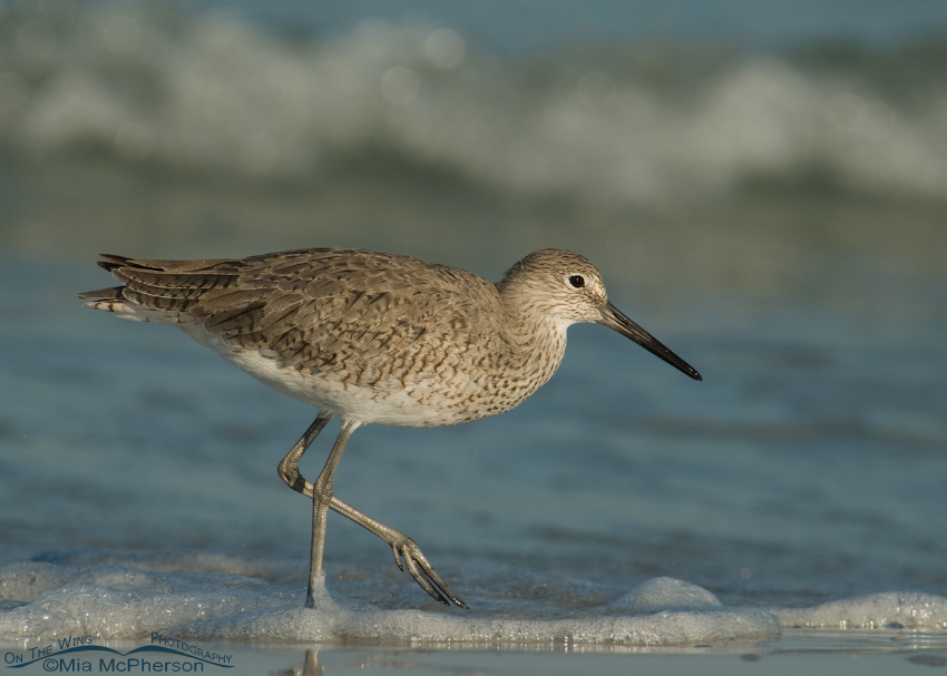 Willet walking in the surf