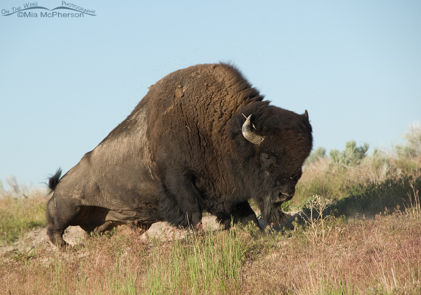 Bison Bull gertting up from the wallow