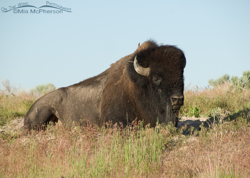 Bison Bull laying down