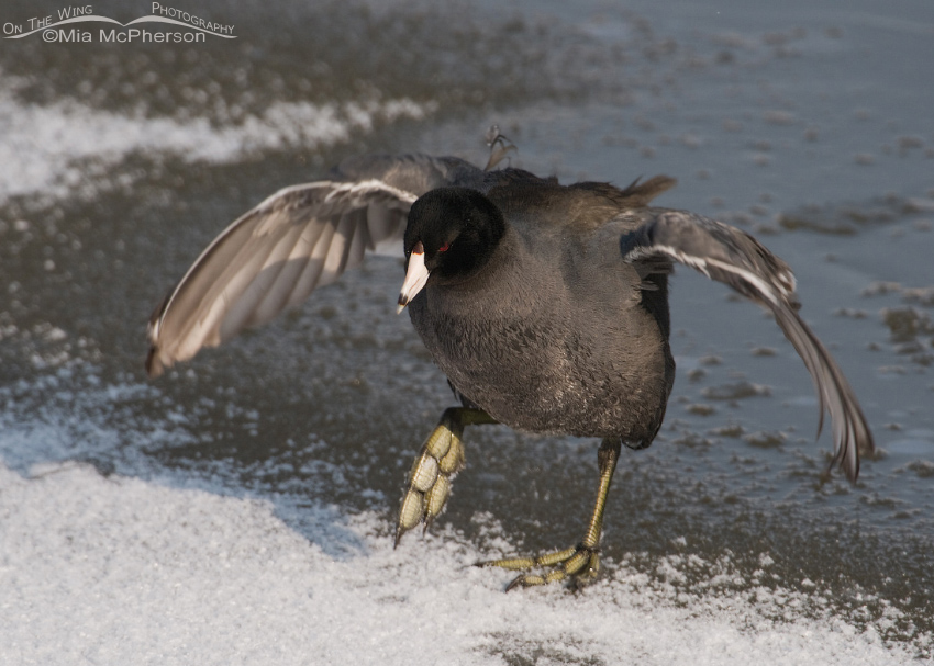 American Coot coming on to the ice from the water