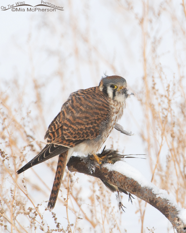 A female American Kestrel and her prey on a low light day