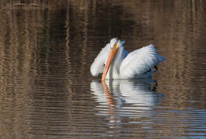 Fluffed up American White Pelican