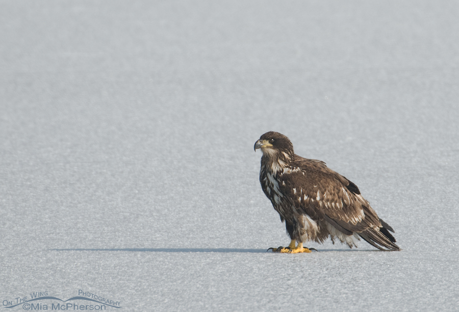 Second year Bald Eagle on ice