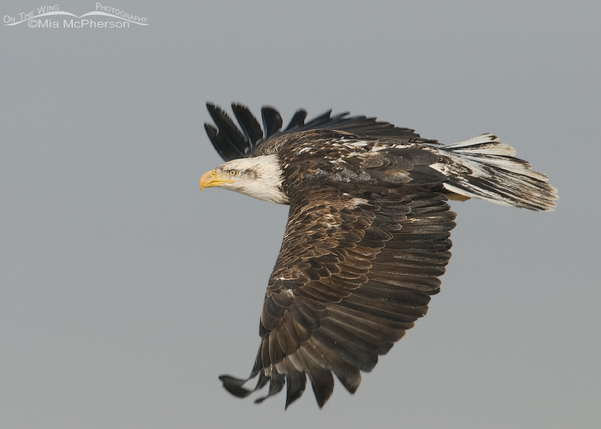 Four year old Bald eagle in flight
