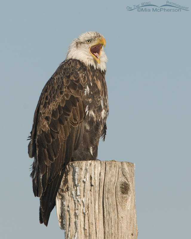Yawning Bald Eagle, Farmington Bay WMA, Davis County, Utah