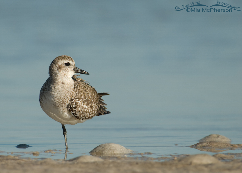 Black-bellied Plover on the edge of a tidal pool