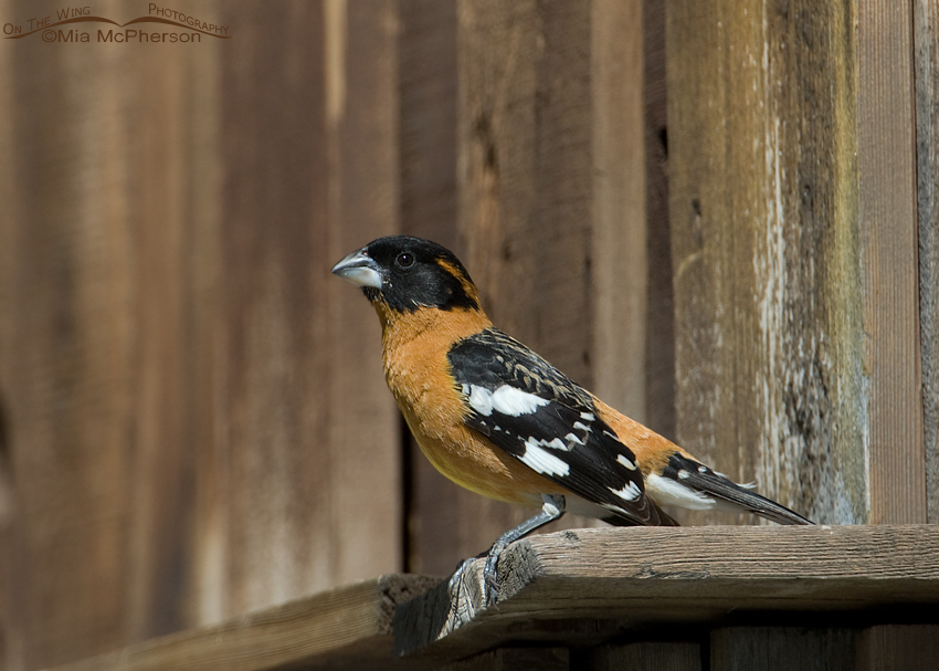 Male Black-headed Grosbeak perched on an old wooden building