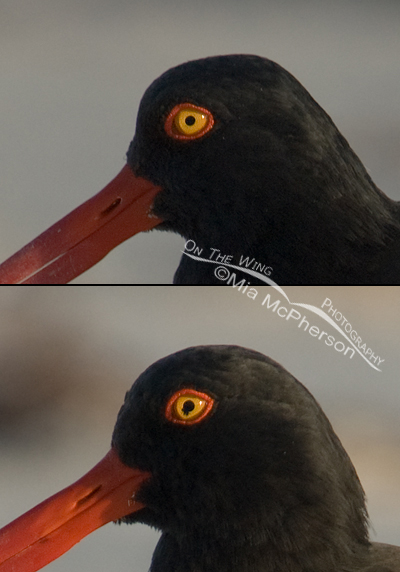 American Oystercatcher composite with blown eye