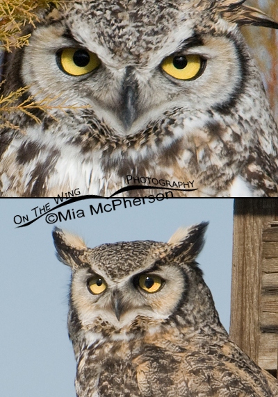 Great Horned Owl composite with blown eye