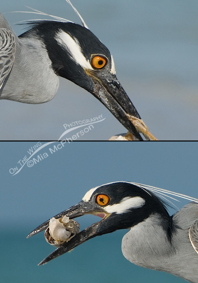 Yellow-crowned Night Heron composite with blown eye