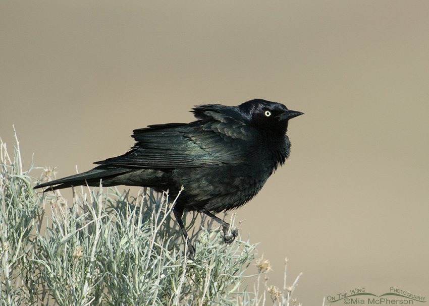 Male Brewer's Blackbird displaying for nearby female