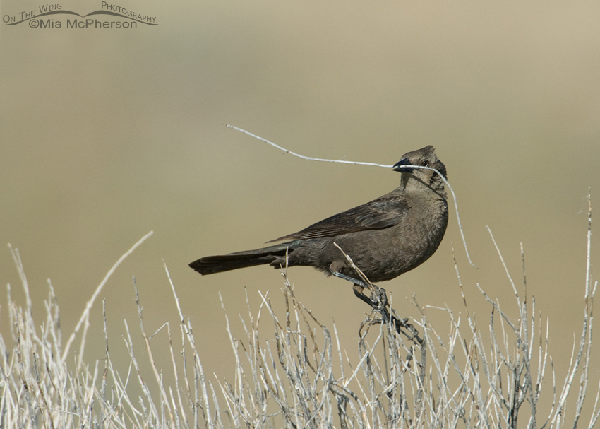 Female Brewer's Blackbird with nesting material