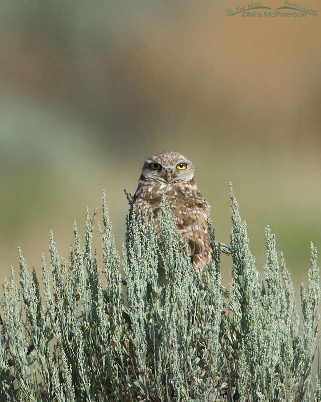 Lonely adult Burrowing Owl