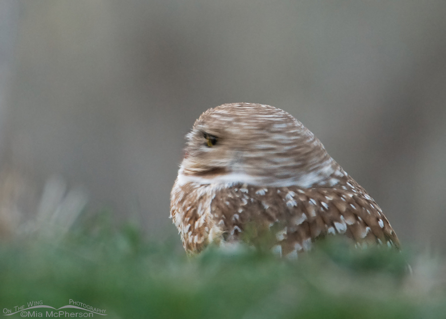 Adult Burrowing Owl head spin blur