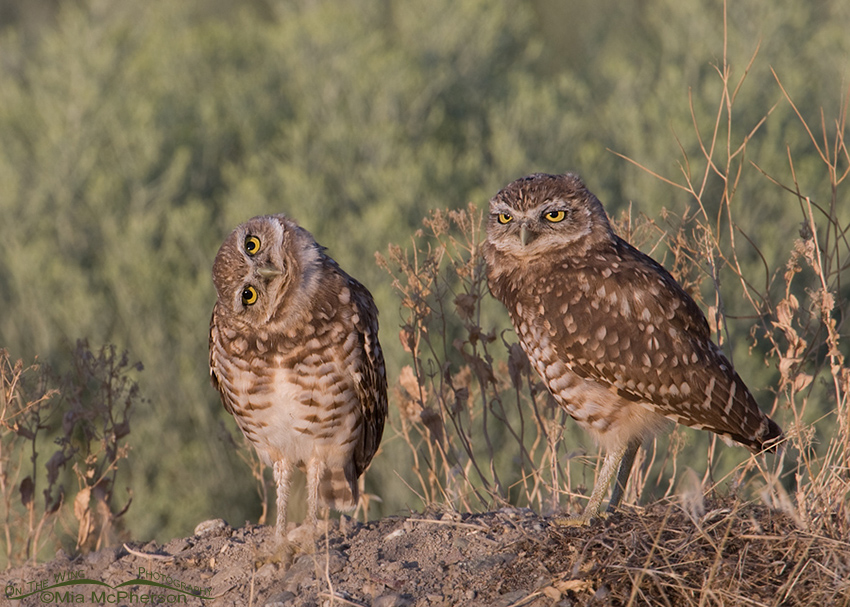 Pair of juvenile Burrowing Owls