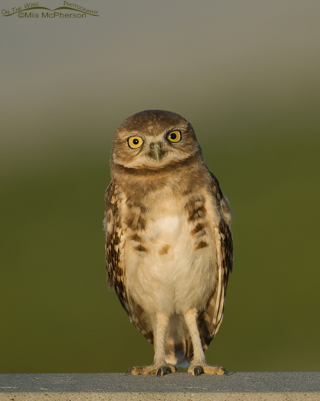 Young Burrowing Owl on a concrete wall