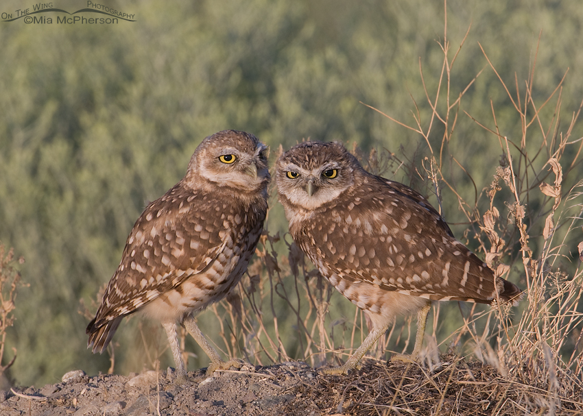 Two immature Burrowing Owls