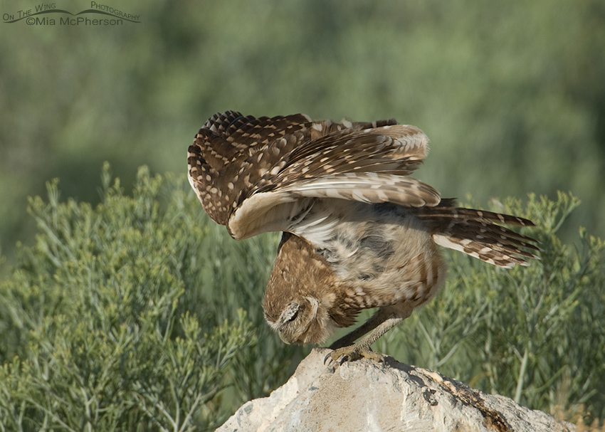 Fun juvenile Burrowing Owl wing lift