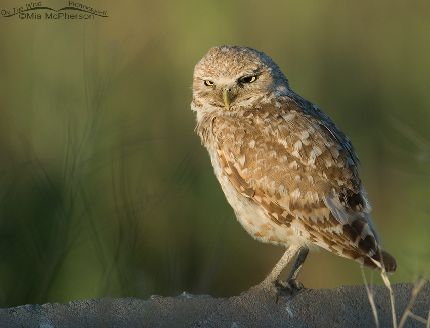 Adult western Burrowing Owl in morning light