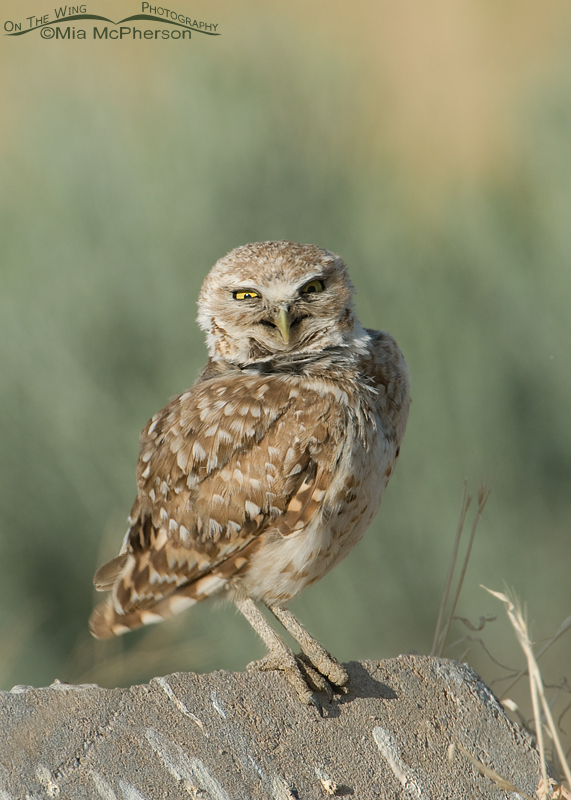 Adult western Burrowing Owl with funny expression