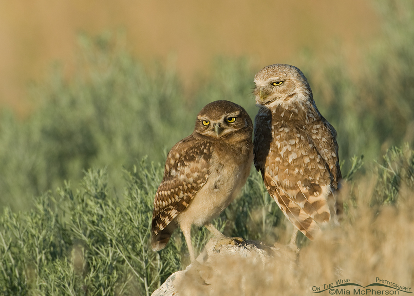 Burrowing Owl adult and juvenile comparison