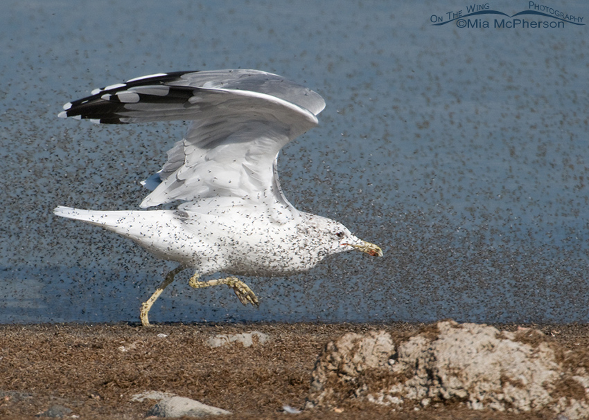 California Gull feeding on Brine Flies 3