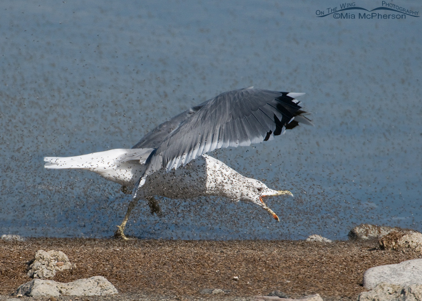 California Gull feeding on Brine Flies 4