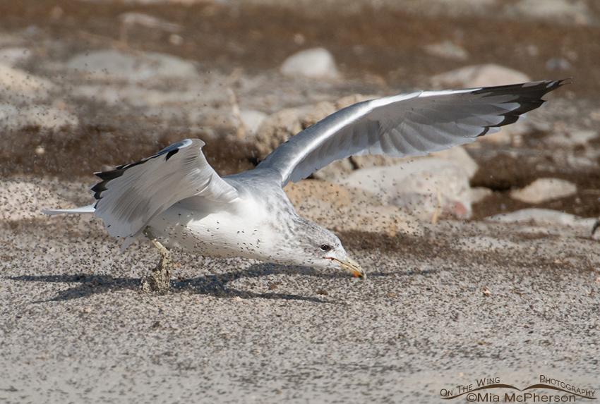 California Gull feeding on Brine Flies 8