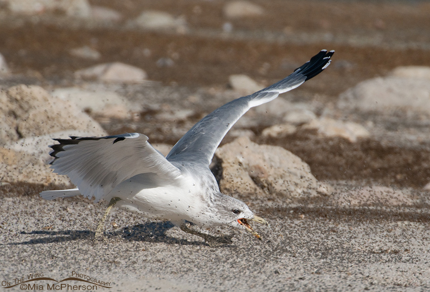 California Gull feeding on Brine Flies 9
