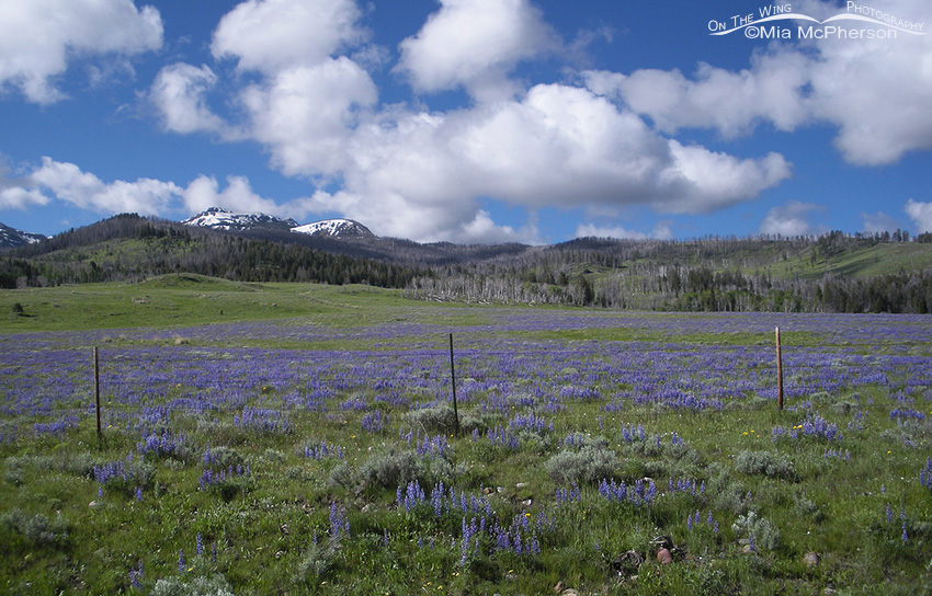Silvery Lupine in the Centennial Valley of Montana
