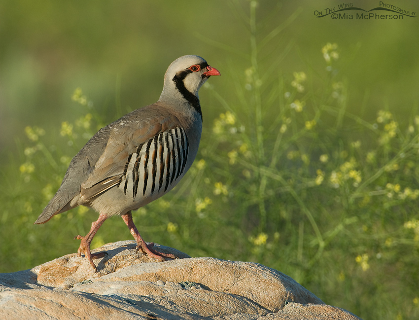 Chukar on a rock with Black Mustard in the background