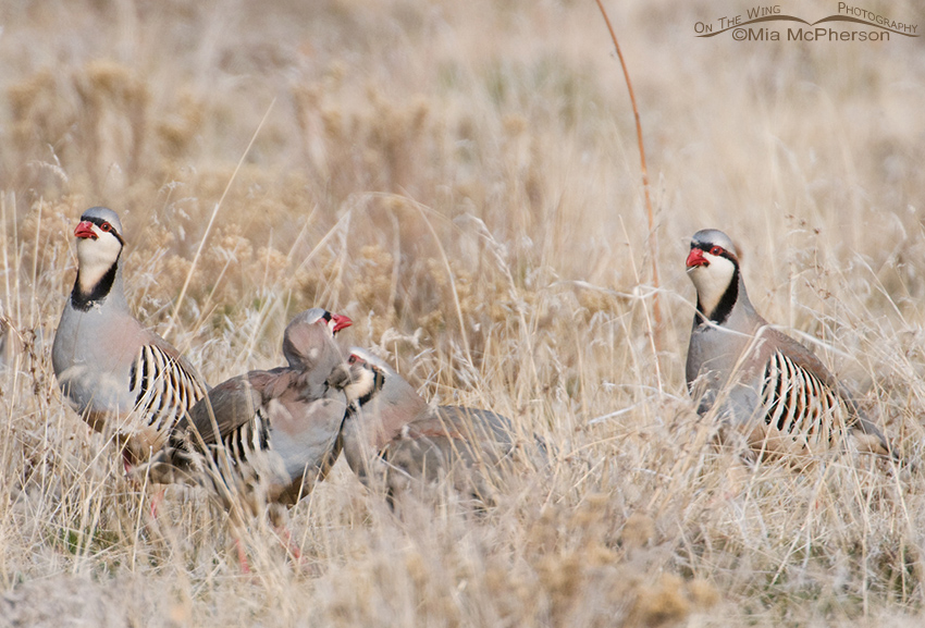 Chukars fighting in the grasses