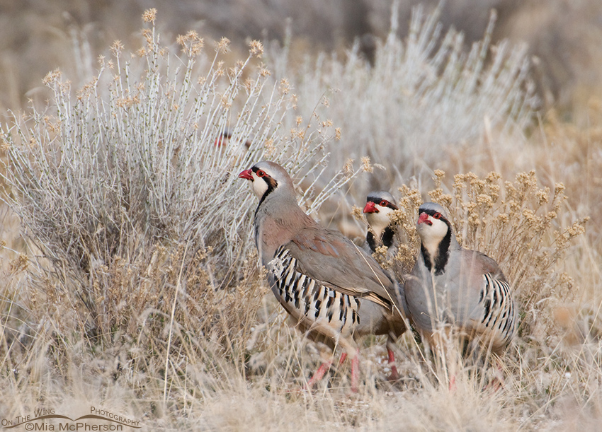 Male Chukars fighting for breeding rights