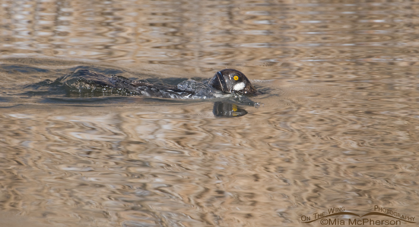 Male Common Goldeneye partially submerged