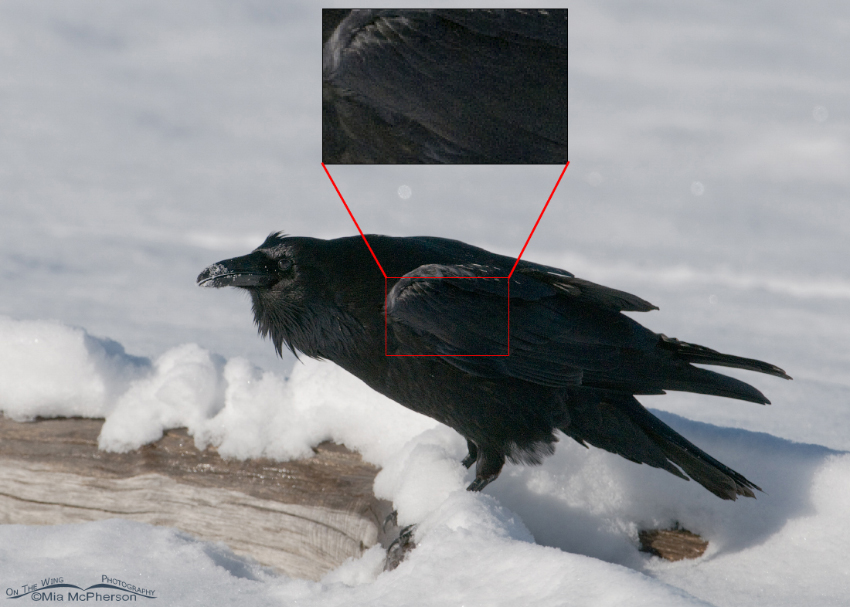Common Raven in the snow - lightened
