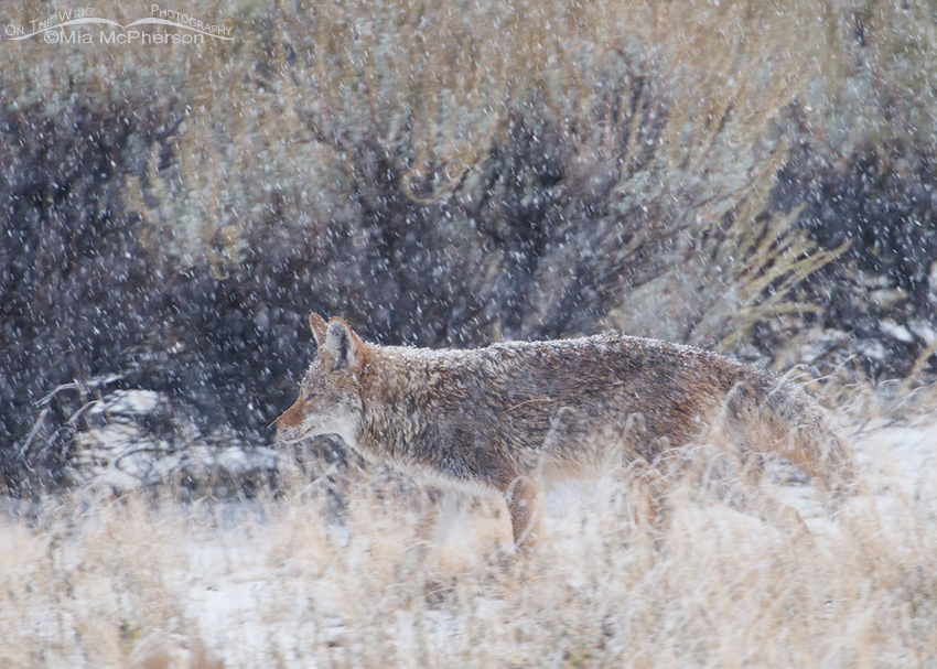 Coyote in blowing snow