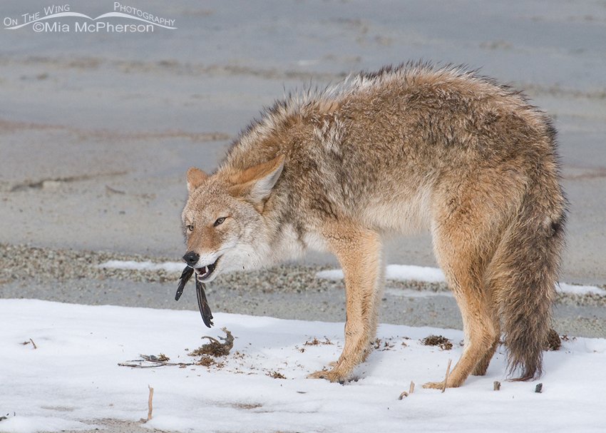 Coyote eating falcon leftovers