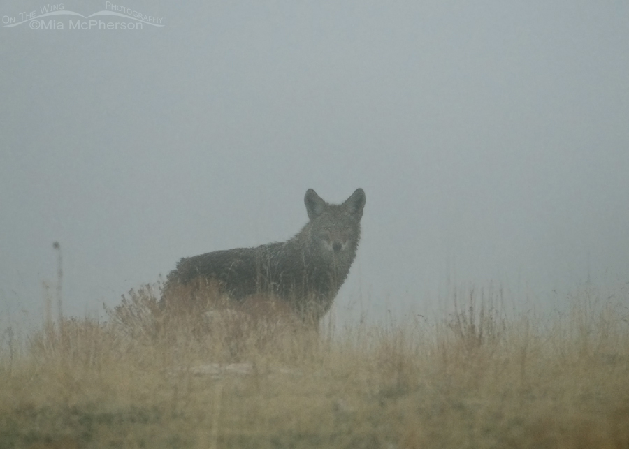 Ghostly Coyote