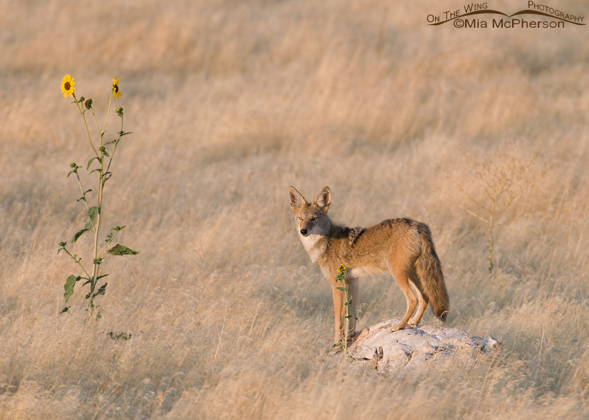 Coyote and Sunflowers